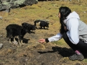 Sheena stops to pet a stray dog